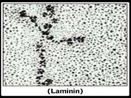 laminin-electron